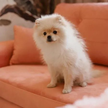 アパート Art Warszawska 21 カトヴィツェ